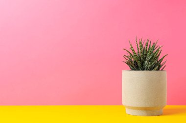 Pembe arkaplana karşı saksıda sulu bitki, metin için boşluk