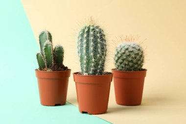Cacti in pots on two tone background. House plants clipart