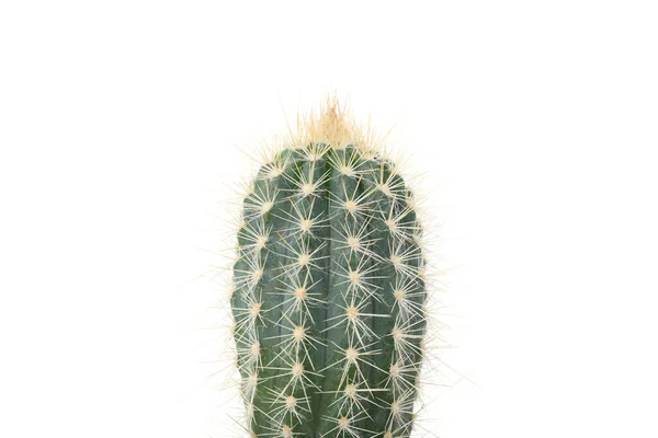 Kaktus Izolowany Białym Tle Zbliżenie — Zdjęcie stockowe