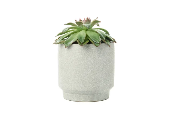 Plante Succulente Pot Isolée Sur Fond Blanc — Photo