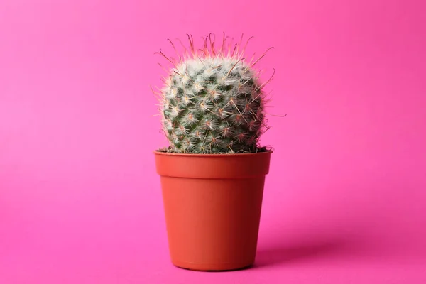 Kaktus Růžovém Pozadí Prostor Pro Text Houseplant — Stock fotografie