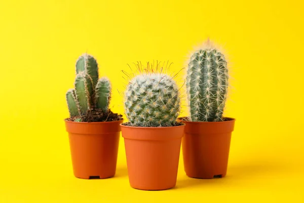 Kaktusz Csoport Sárga Hátterű Edényekben — Stock Fotó