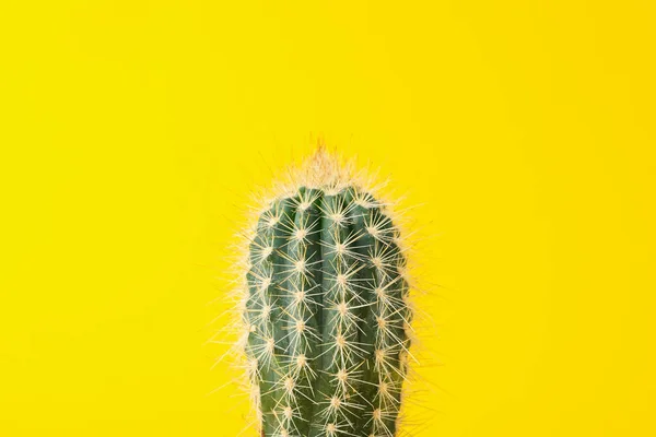 Cactus Sobre Fondo Amarillo Espacio Para Texto —  Fotos de Stock