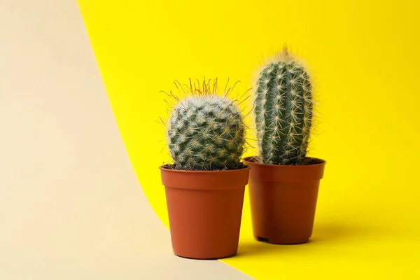 Kaktusz Cserépben Két Hangszín Háttér Hely Szövegnek — Stock Fotó