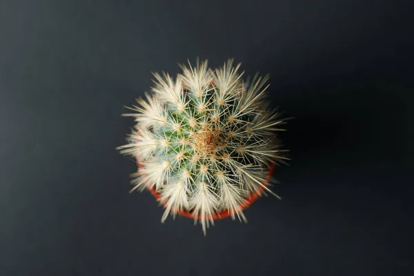 Cactus Maceta Sobre Fondo Negro Vista Superior — Foto de Stock