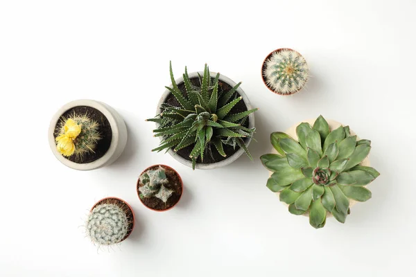 Plantas Suculentas Sobre Fondo Blanco Vista Superior Plantas Domésticas — Foto de Stock