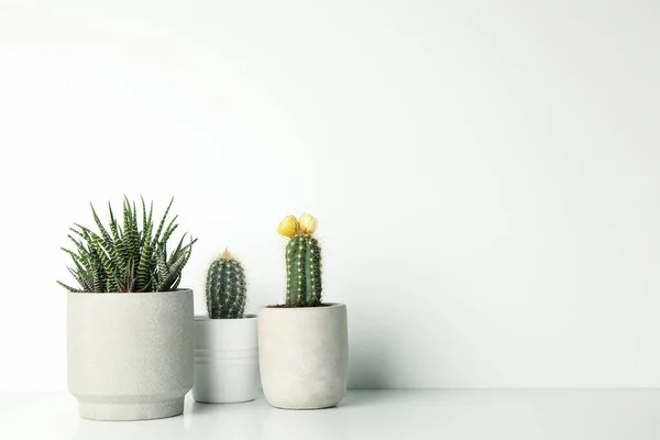 Plantes Succulentes Pots Sur Fond Blanc Espace Pour Texte — Photo