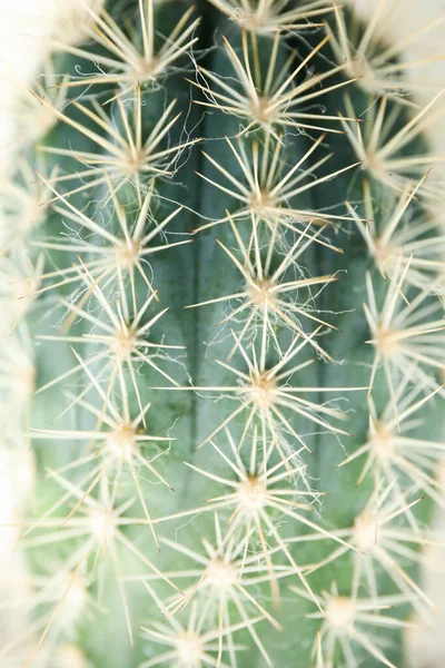 Cactus Sfondo Bianco Macro Impianto Casa — Foto Stock