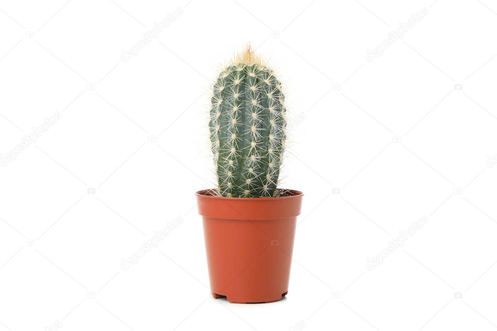 Cactus in pot isolated on white background