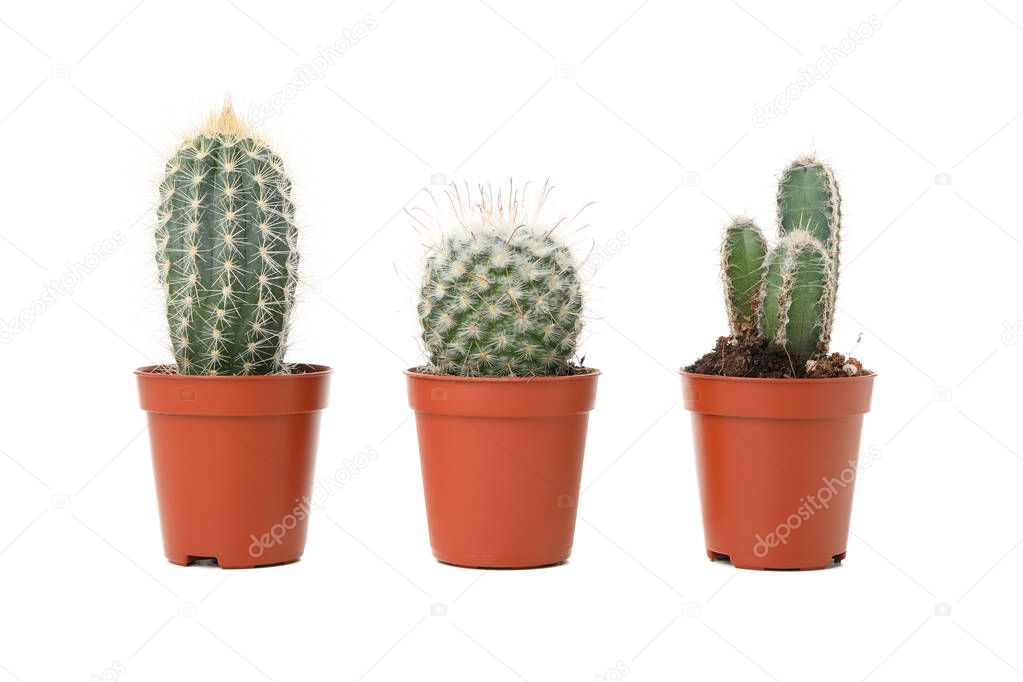 Cacti in a pots isolated on white background