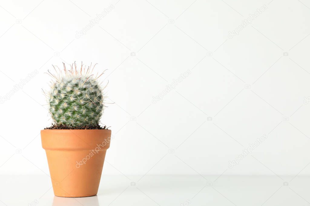Cactus in pot on white background, space for text