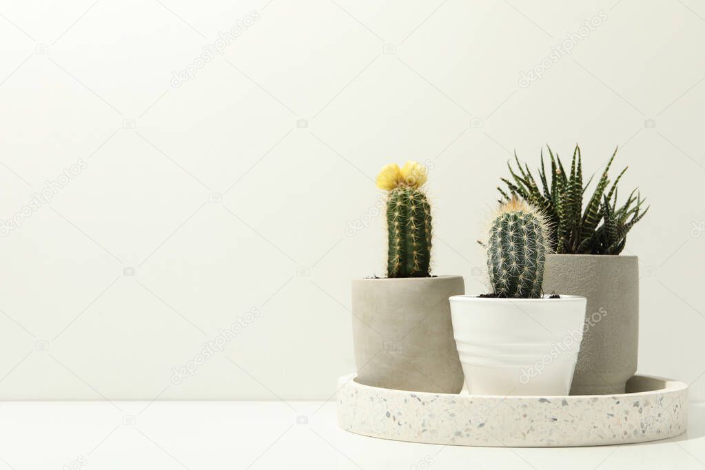 Marble tray with succulent plants on white background. Houseplants