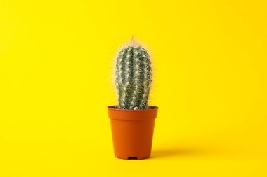 Sarı arkaplanda kaktüs, metin için boşluk