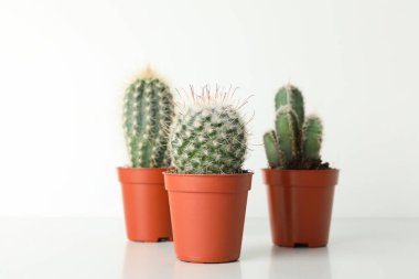 Cacti in pots on white background. House plants clipart