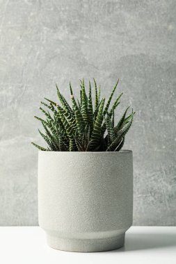 Gri arkaplanda saksıda sulu bitki, metin için boşluk