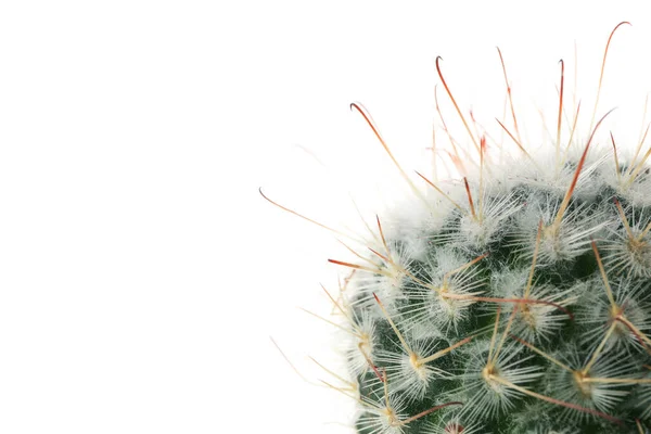 Cactus Aislado Sobre Fondo Blanco Cerca — Foto de Stock