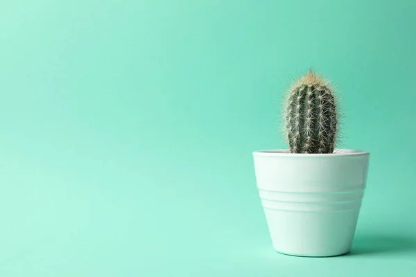 Cactus Maceta Sobre Fondo Menta Espacio Para Texto —  Fotos de Stock