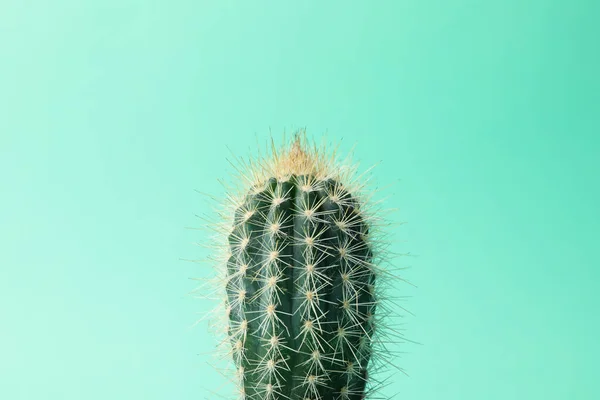 Cactus Sobre Fondo Menta Espacio Para Texto Primer Plano —  Fotos de Stock