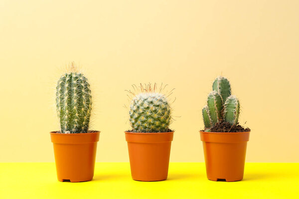 Cacti in pots on yellow table, space for text
