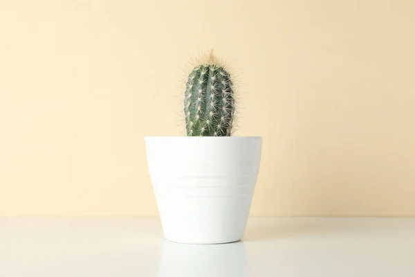 Cactus Vaso Sullo Sfondo Beige Spazio Testo — Foto Stock