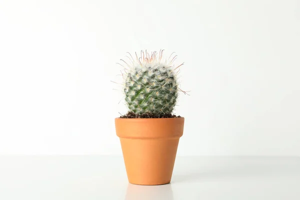 Cactus Vaso Sfondo Bianco Spazio Testo — Foto Stock