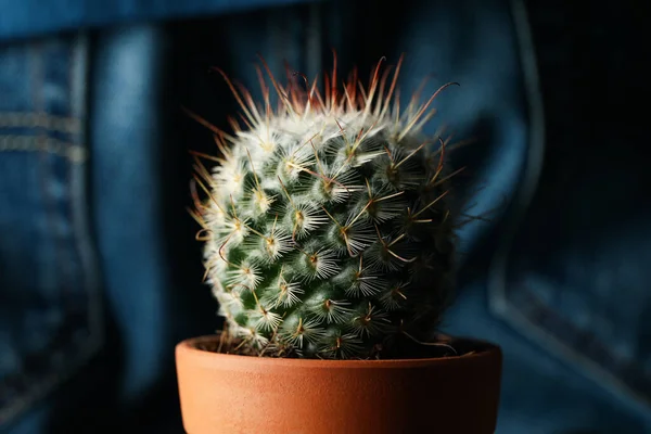 Cactus Maceta Contra Persona Jeans Cerca Hemorroides —  Fotos de Stock