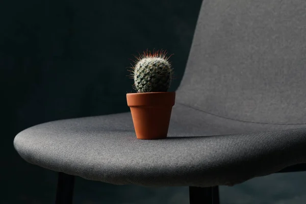 Karanlık Odada Kaktüslü Sandalye Hemoroidler — Stok fotoğraf