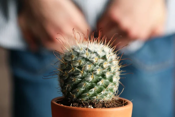 Cactus Olla Contra Hombre Jeans Sostiene Culo Cerca Hemorroides —  Fotos de Stock