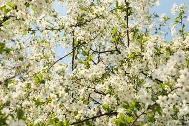 Baharda çiçek açan bahçeler, çiçek açan bahar ağaçları. Güneşli bahar günü