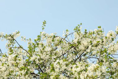 Baharda çiçek açan bahçeler, çiçek açan bahar ağaçları. Güneşli bahar günü