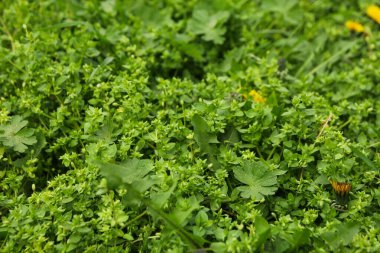Taze yeşil çimenler. Bahar çiçekleri. Güzel bir bahar günü