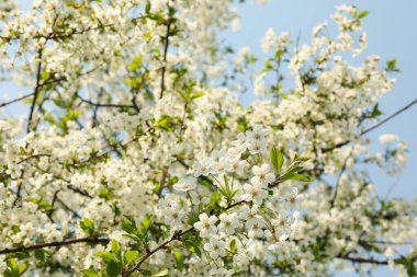 Baharda çiçek açan bahçeler, çiçek açan bahar ağaçları. Güneşli bahar günü