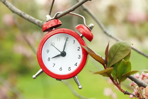 시계는 나뭇가지에 놀라운 — 스톡 사진