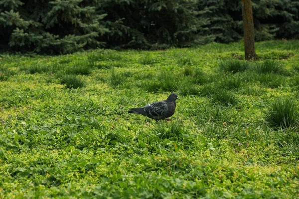 Dove Walking Green Grass Park Spring — Stock Photo, Image