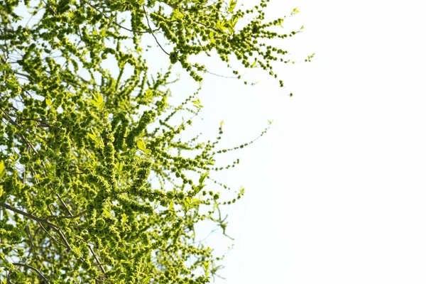 Jardines Florecientes Primavera Árbol Primavera Floreciente Soleado Día Primavera — Foto de Stock