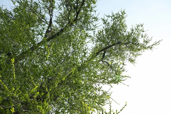 Blooming Gardens Spring Blooming Spring Tree Sunny Spring Day — Stock Photo, Image