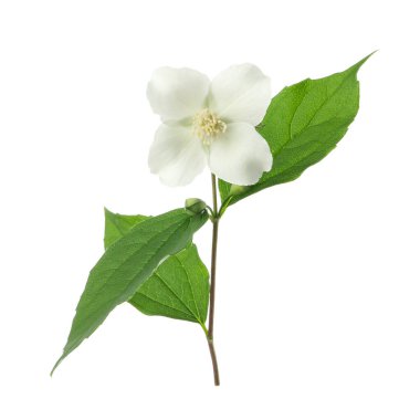 Beyaz arka planda izole edilmiş kayısı çiçeği. Bahar ağacı