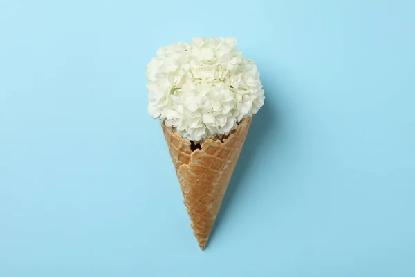 Waffle Cone Hydrangea Blue Background Spring Plant — Stock Photo, Image