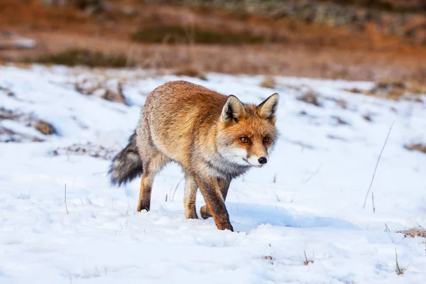 Europeiska rödräv — Stockfoto