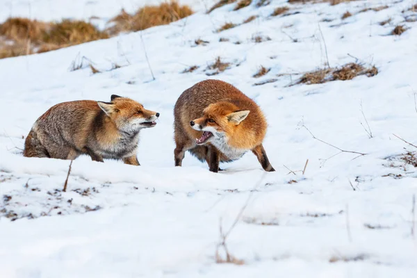 Rotfuchs — Stockfoto