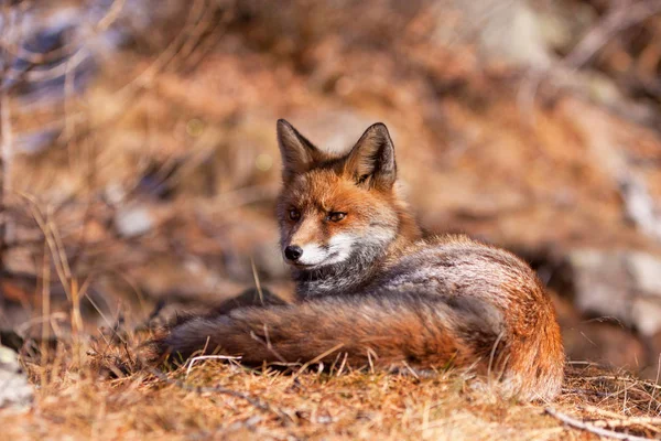 Ευρωπαϊκή Κόκκινη αλεπού — Φωτογραφία Αρχείου