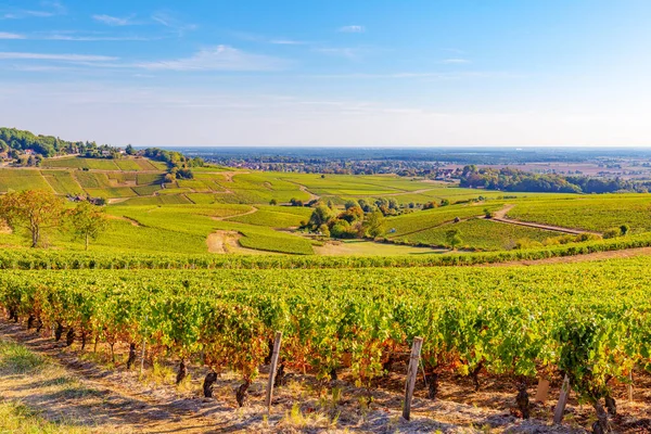 Vista Das Vinhas Borgonha França — Fotografia de Stock
