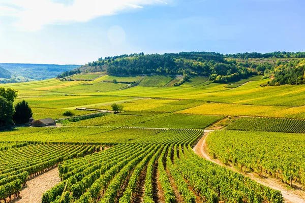 Vista Das Vinhas Borgonha França — Fotografia de Stock
