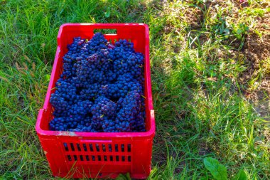 Sonbahar mevsiminde, Burgundy, Fransa 'da bir demet üzümü kapatın.