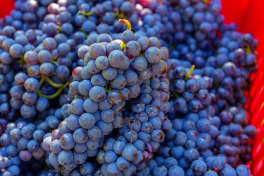 Sonbahar mevsiminde, Burgundy, Fransa 'da bir demet üzümü kapatın.