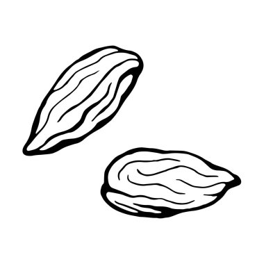 Beyaza izole edilmiş el çizimi badem vektörü. Şenlik tasarımı ve tatil dekorasyonu için çizim.