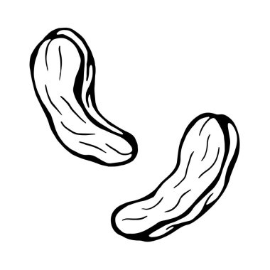 Beyaz üzerine el çizimi kaju fıstığı vektörü. Şenlik tasarımı ve tatil dekorasyonu için çizim.