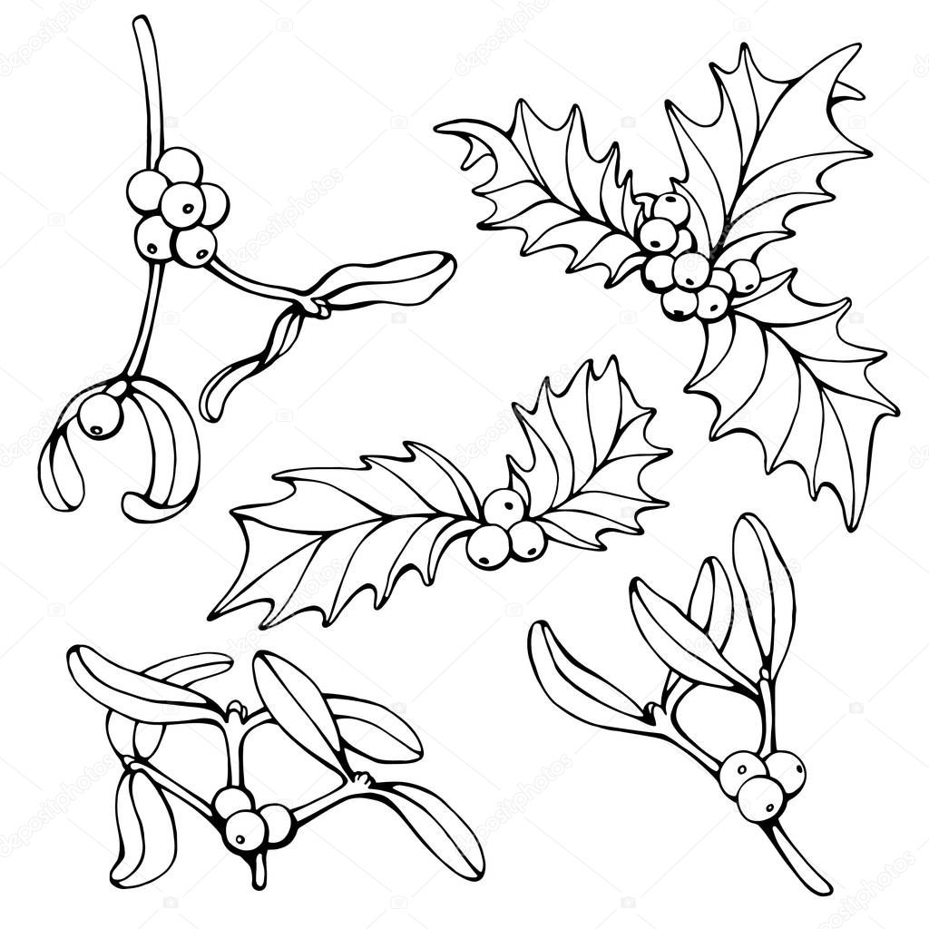 Hand drawn black and white vector of Ilex or holly and mistletoe isolated on white. Festive elements for your design.
