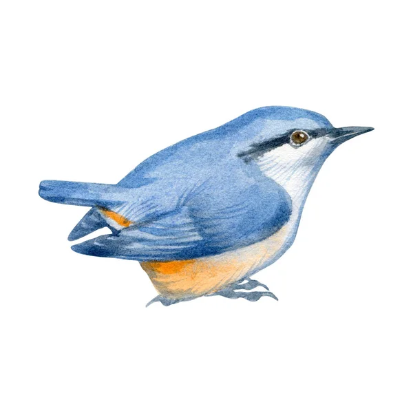 Sekiz, on bir, beş, dört, dokuz, bir, yedi, altı, on, üç, on iki,