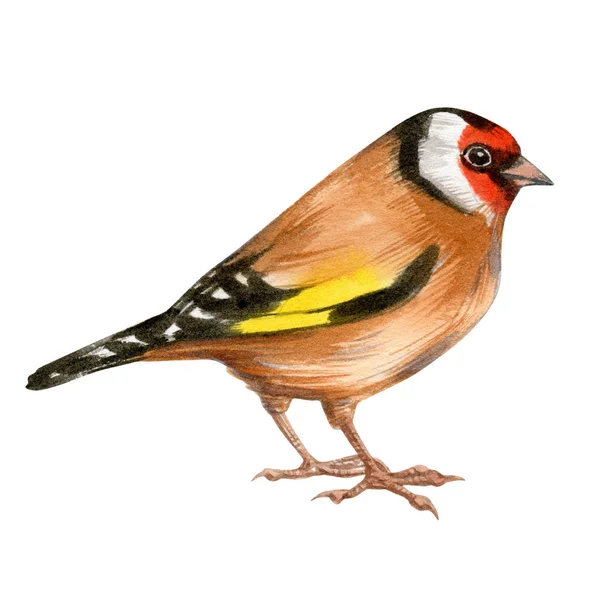 Carduelis Carduelis Carduelis 의아름다운 분홍빛 흰색으로 분리되어 배경에 가까이 있습니다 — 스톡 사진